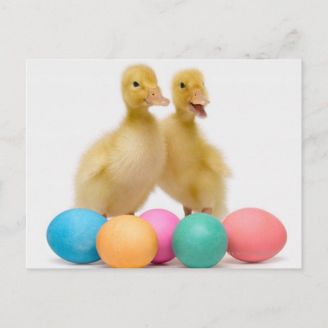Two ducks with Easter Eggs Holiday Postcard (Front)