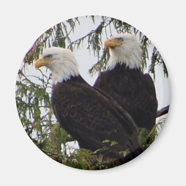 Two eagles in a  tree  magnet (Front)