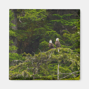 Two Eagles Perched Painterly Magnet