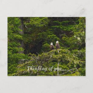 Two Eagles Perched Painterly Thinking Of You Postcard
