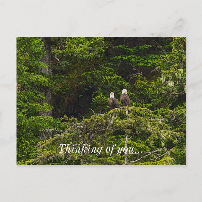 Two Eagles Perched Painterly Thinking Of You Postcard (Front)