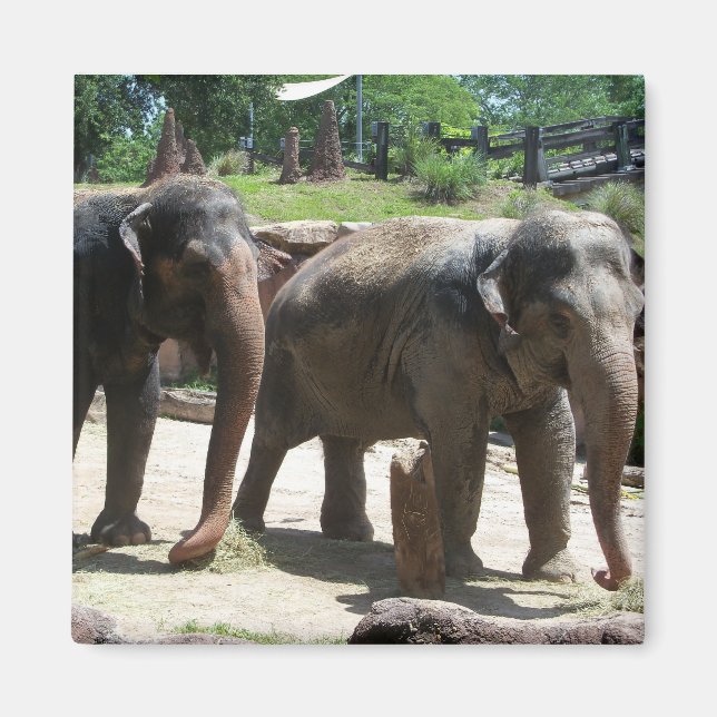 Two Elephants Magnet (Front)