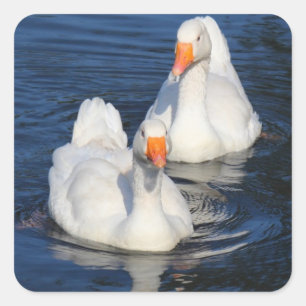 Two Emden Geese II Square Sticker
