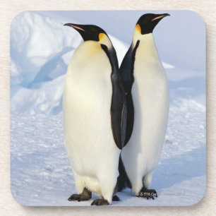 Two Emperor Penguins in Antarctica Coaster