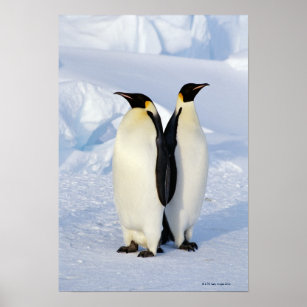 Two Emperor Penguins in Antarctica Poster