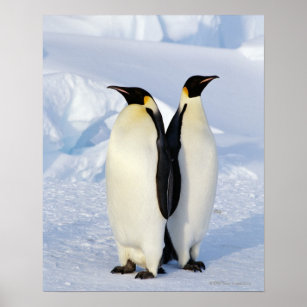 Two Emperor Penguins in Antarctica Poster