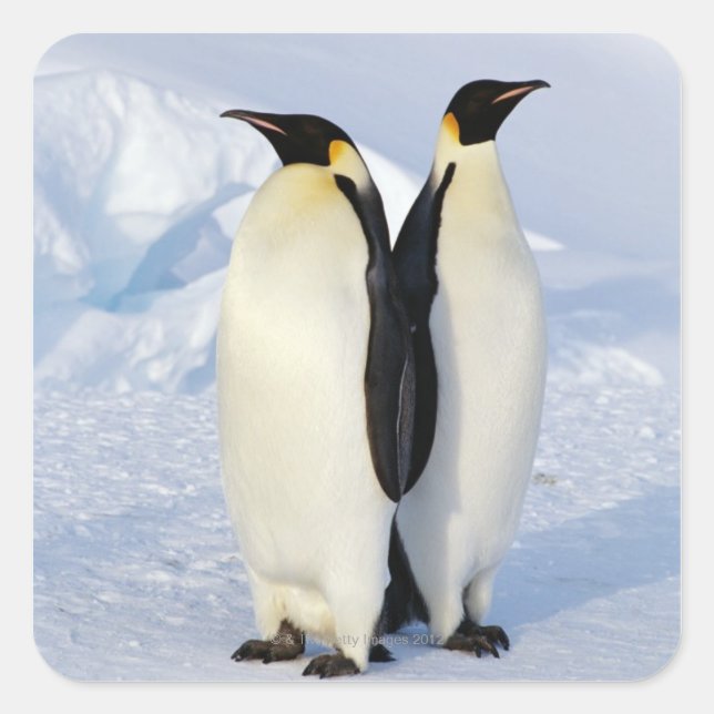 Two Emperor Penguins in Antarctica Square Sticker (Front)