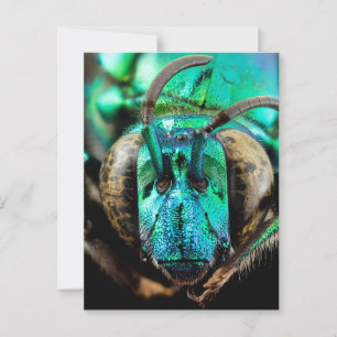 Two-Faced Bee Close-Up Postcard
