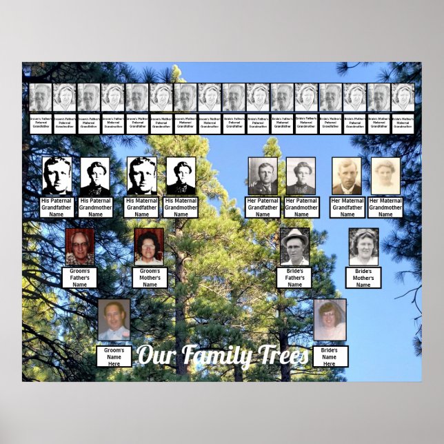 Two Family Trees Pine Tree Forest  Poster (Front)