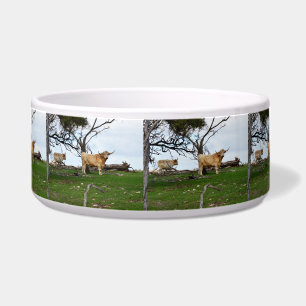 Two Fawn Highland Cows in Peaceful Country Lands,