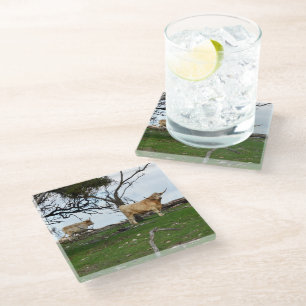 Two Fawn Highland Cows in Peaceful Country Lands, Glass Coaster