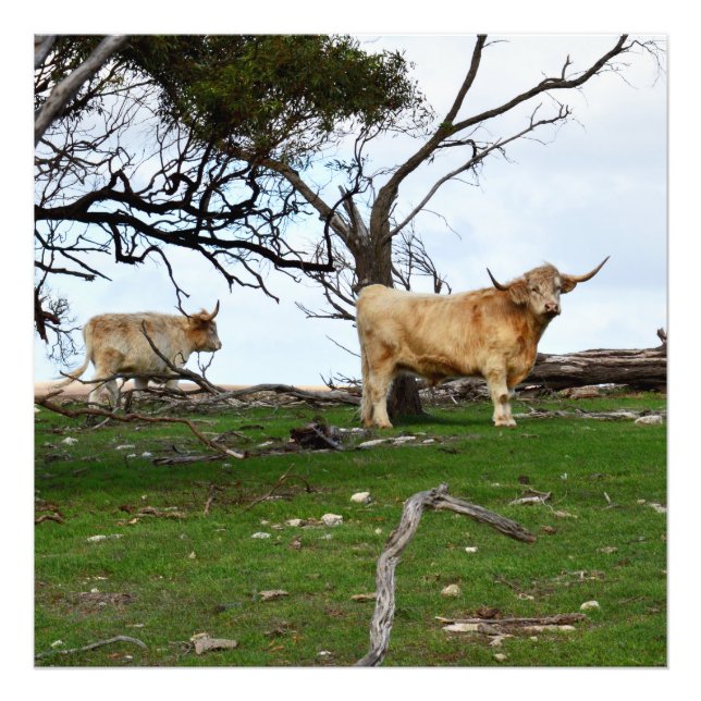 Two Fawn Highland Cows in Peaceful Country Lands, Photo Print (Front)