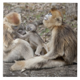 Two female Golden Monkeys with newborns Tile