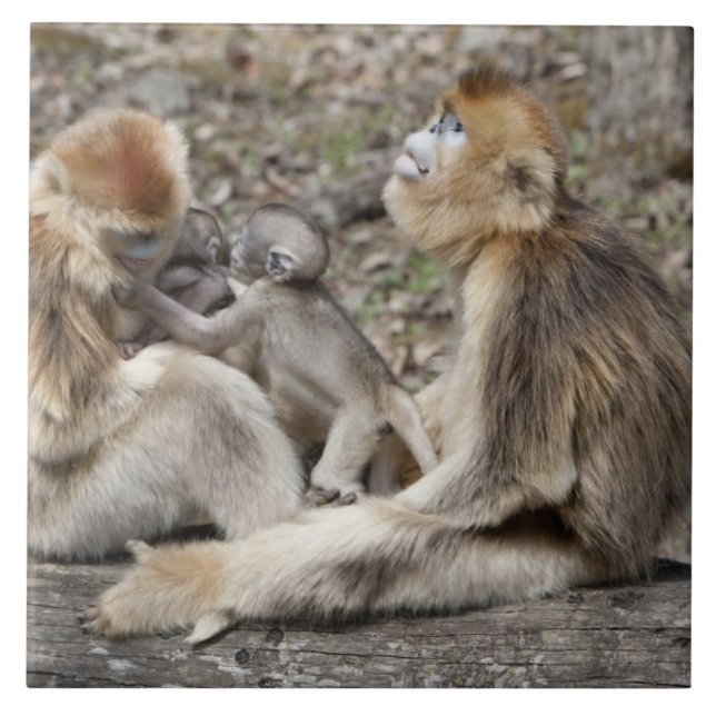 Two female Golden Monkeys with newborns Tile (Front)