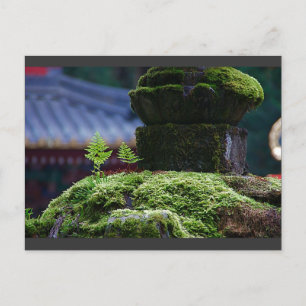 Two Fern Postcard