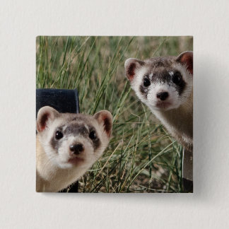 Two Ferrets 15 Cm Square Badge