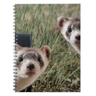 Two Ferrets Notebook