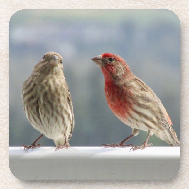 Two Finches Flirting. Coaster (Front)