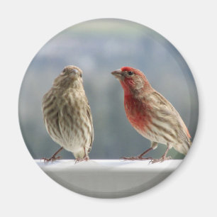 Two Finches Flirting. Magnet