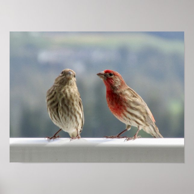 Two Finches Flirting. Poster (Front)