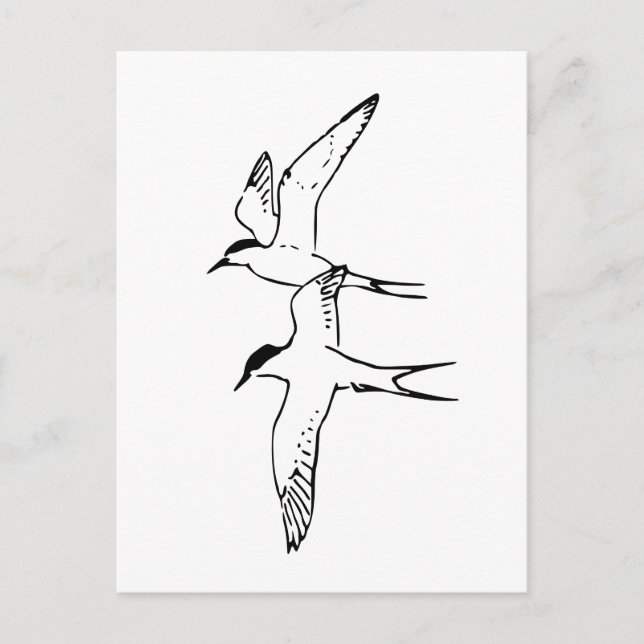 Two Flying Arctic Terns Postcard (Front)