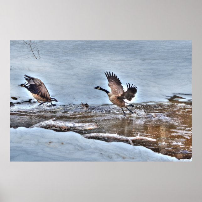 Two Flying Canada Geese and Winter Pond Wildlife Poster (Front)