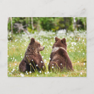 Two friend bears postcard
