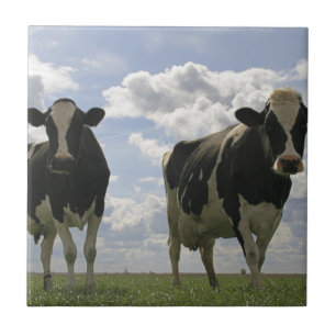 Two Friesian cows Tile