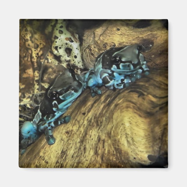 Two frogs hanging out magnet (Front)