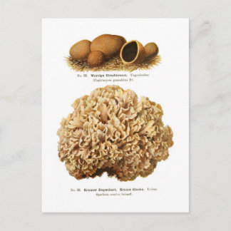 Two fungi postcard