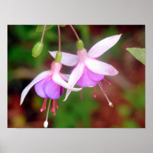 Two Fuschia Flowers Poster