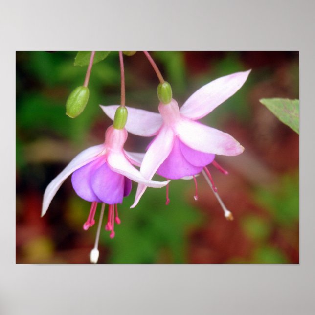 Two Fuschia Flowers Poster (Front)