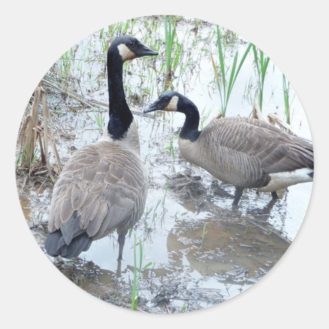 Two geese stickers (Front)