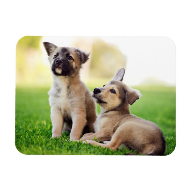 Two German Shepherd Puppies Magnet (Horizontal)