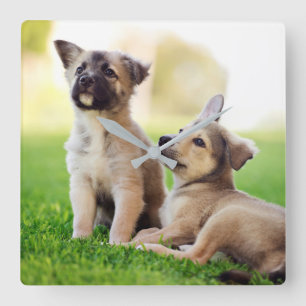 Two German Shepherd Puppies Square Wall Clock