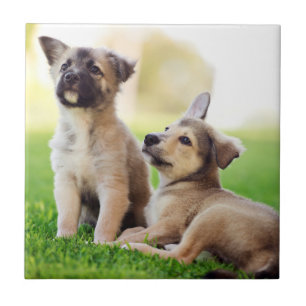 Two German Shepherd Puppies Tile