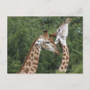 Two Giraffe (Giraffa camelopardalis) necking, Postcard