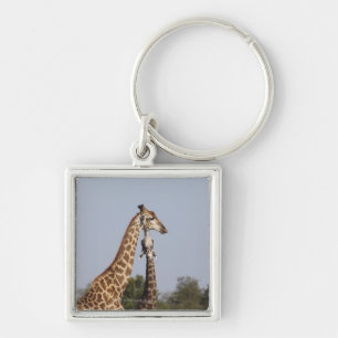 Two Giraffe,  Kruger National Park, South Africa Key Ring