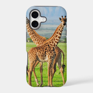 Two Giraffes
