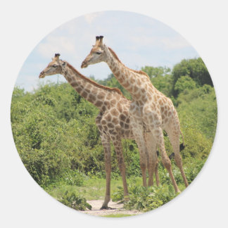Two Giraffes Classic Round Sticker
