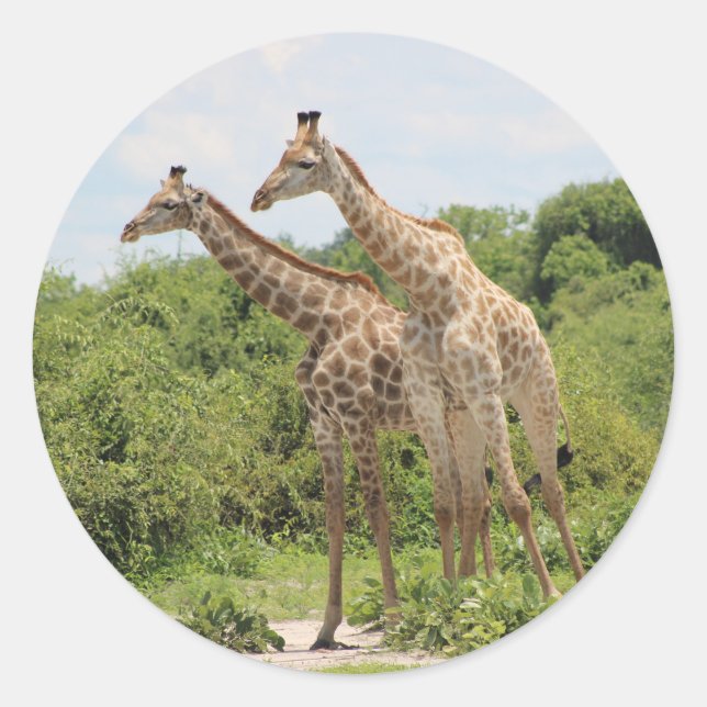 Two Giraffes Classic Round Sticker (Front)