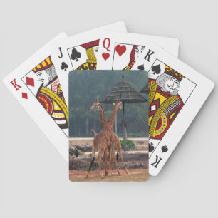 Two giraffes comforting each other in a zoo playing cards