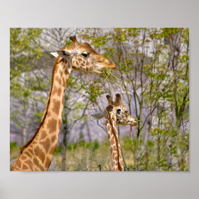 Two giraffes eating grass poster (Front)