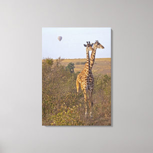 Two Giraffes (Giraffa camelopardalis), Masai Canvas Print