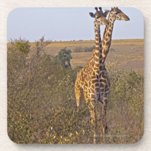 Two Giraffes (Giraffa camelopardalis), Masai Coaster