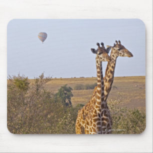 Two Giraffes (Giraffa camelopardalis), Masai Mouse Mat