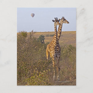 Two Giraffes (Giraffa camelopardalis), Masai Postcard