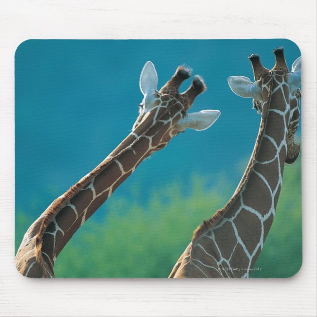 Two Giraffes (Giraffa camelopardalis) Mouse Mat (Front)