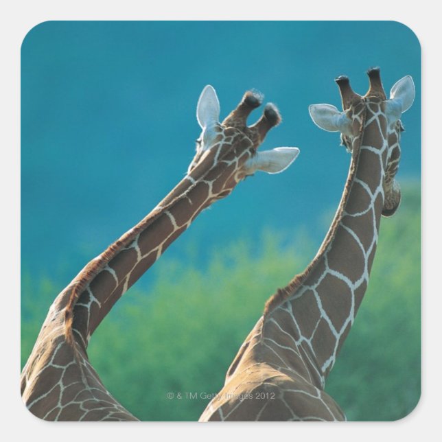 Two Giraffes (Giraffa camelopardalis) Square Sticker (Front)