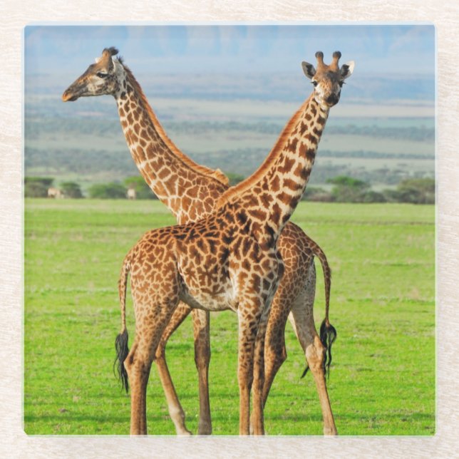 Two Giraffes Glass Coaster (Front)